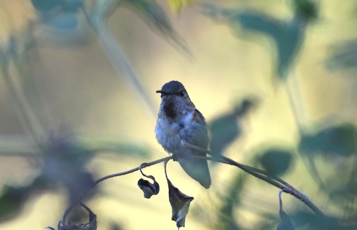 Allen's Hummingbird - ML643291410