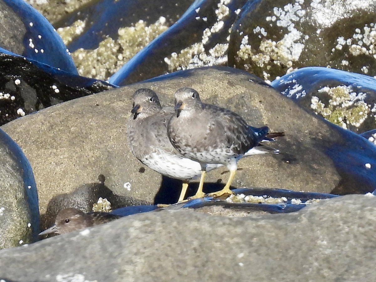 Surfbird - ML643291411