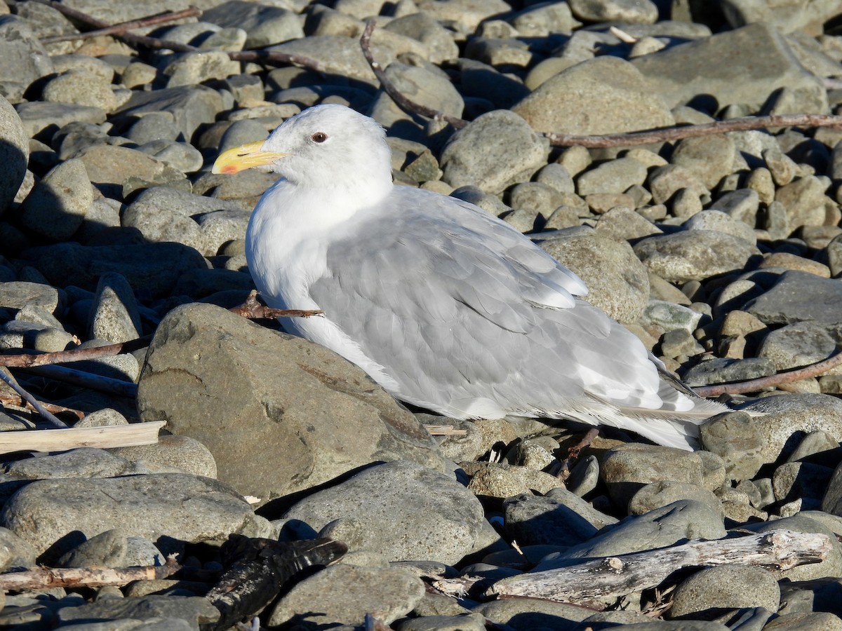 Glaucous-winged Gull - ML643291432