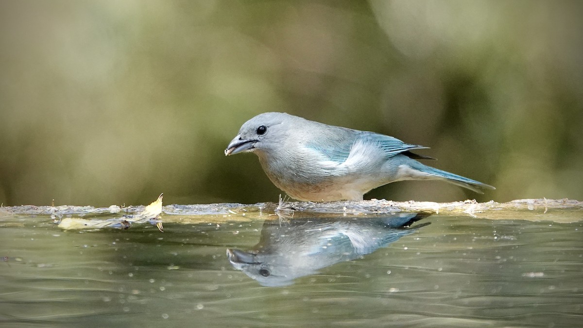 Sayaca Tanager - ML643291453