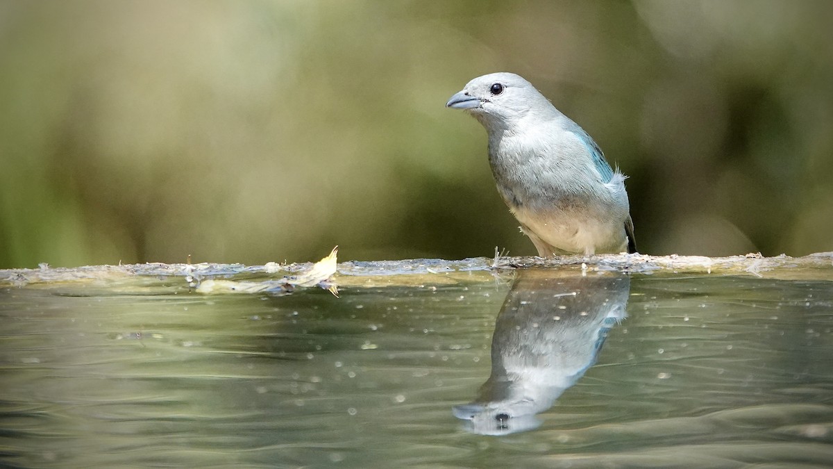 Sayaca Tanager - ML643291454