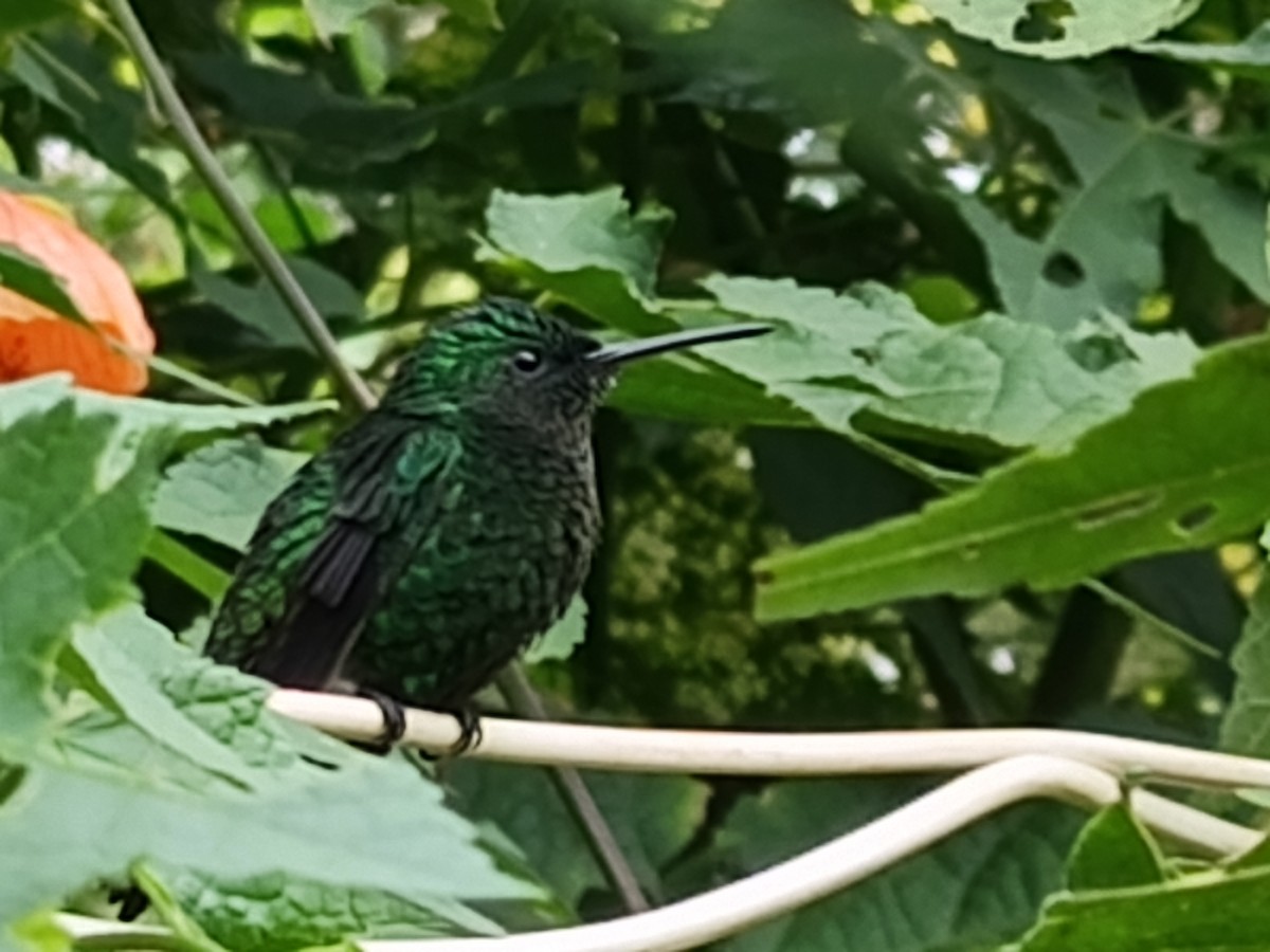 Western Emerald - ML643291460