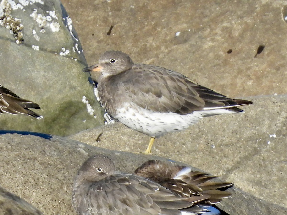 Surfbird - ML643291465