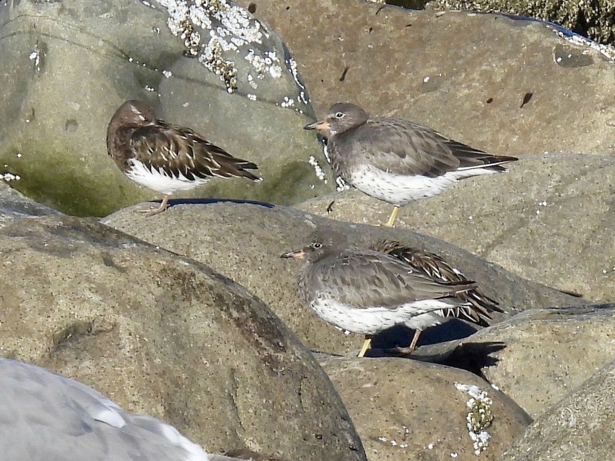 Surfbird - ML643291466