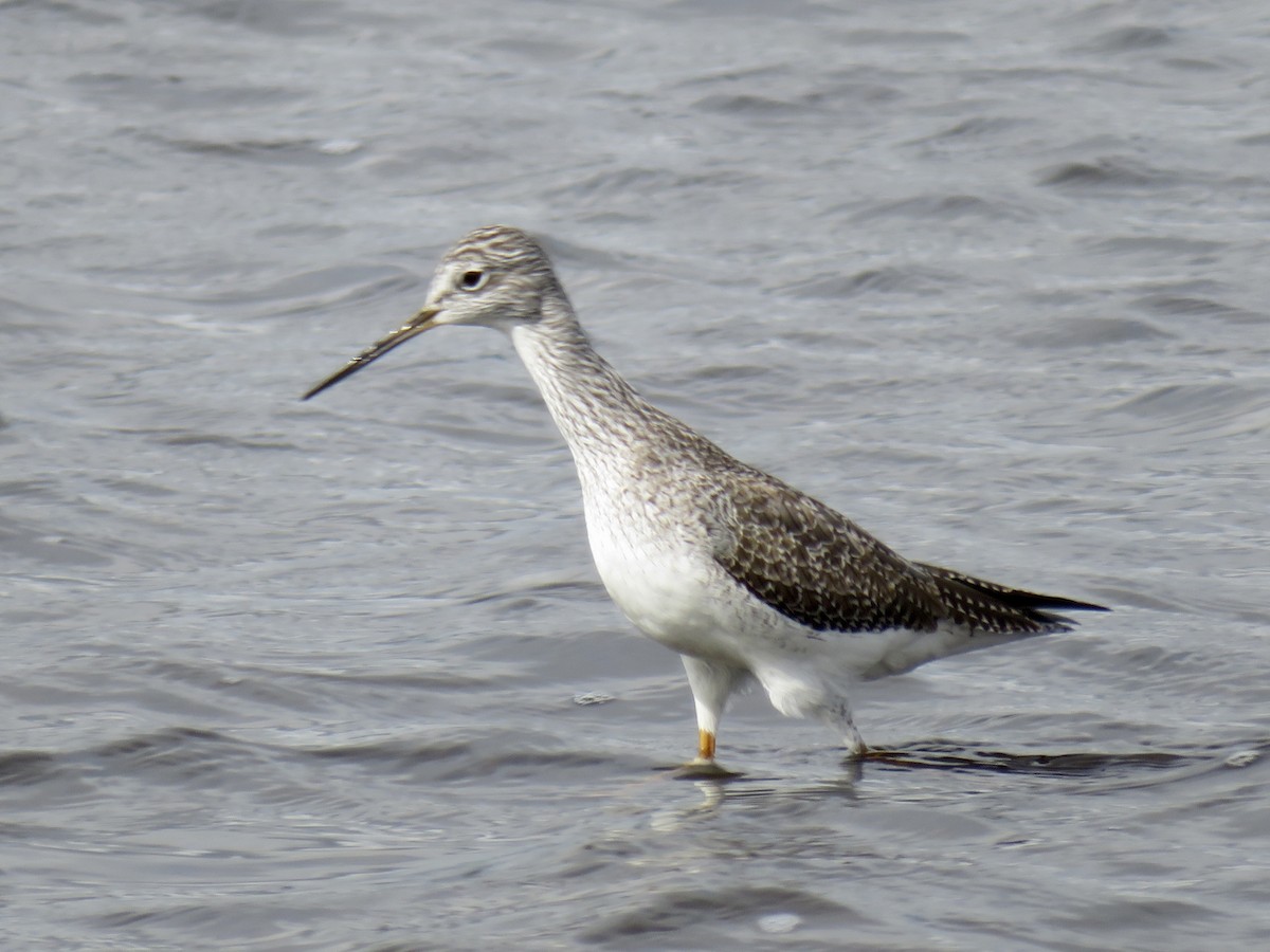 Greater Yellowlegs - ML643291483