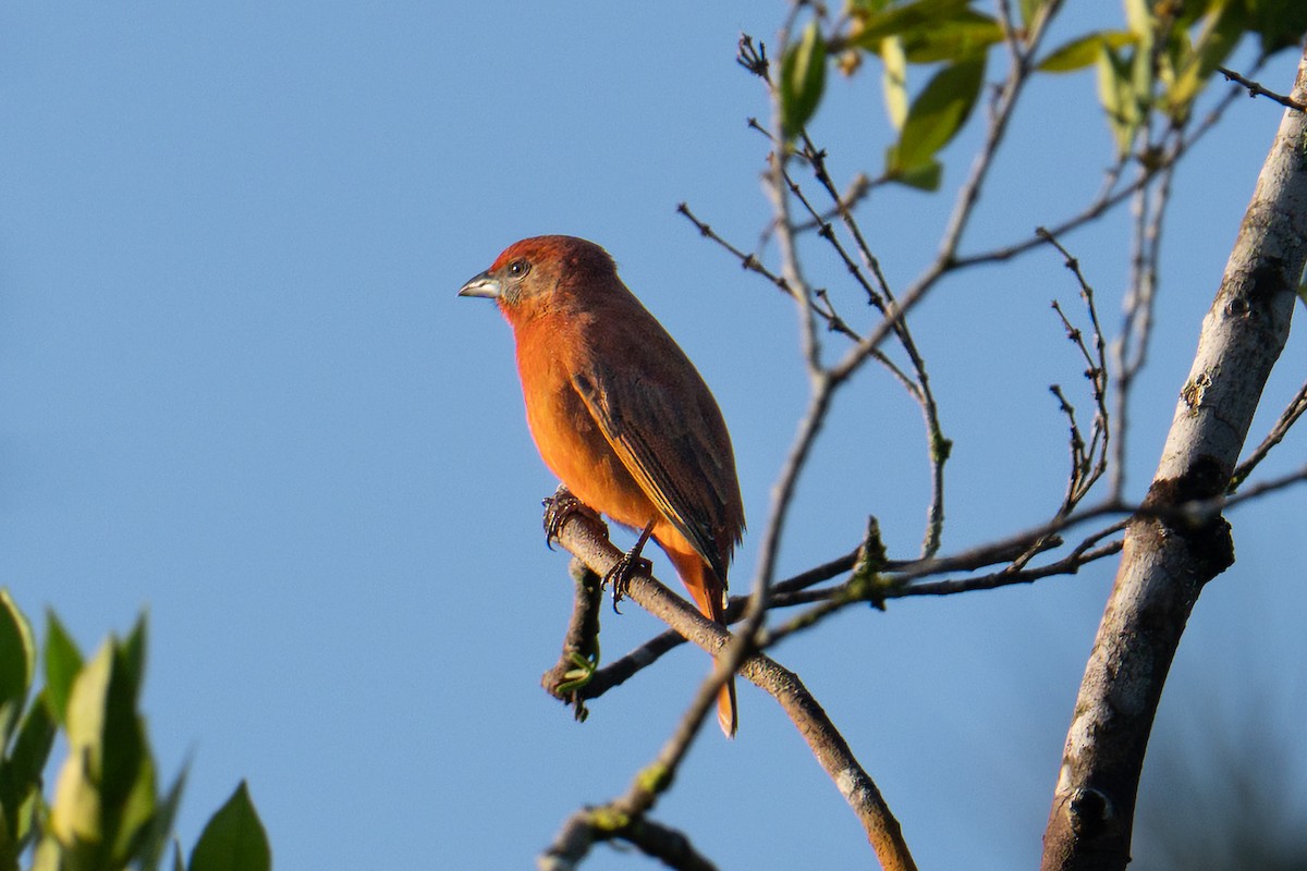 Hepatic Tanager - ML643291485