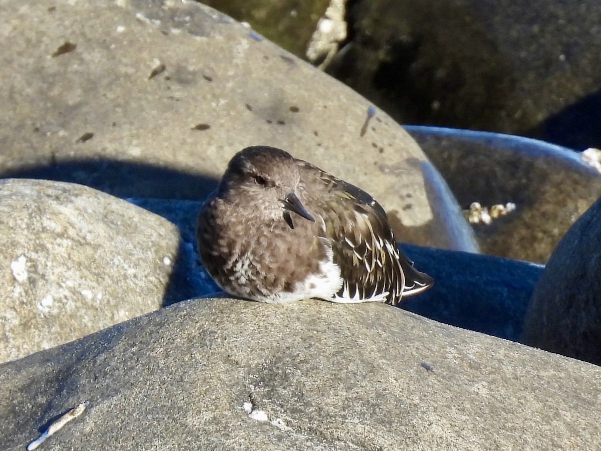 Black Turnstone - ML643291490