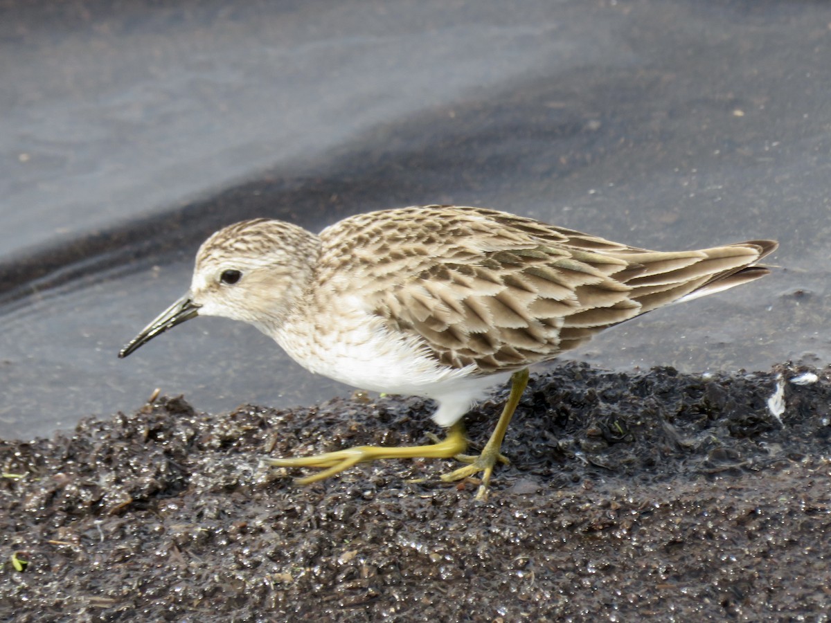 Least Sandpiper - ML643291493