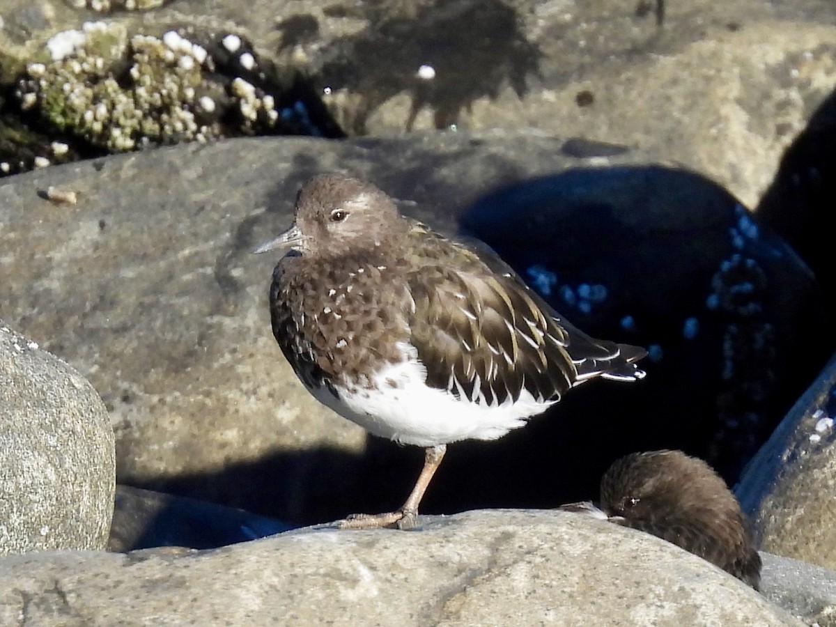 Black Turnstone - ML643291503