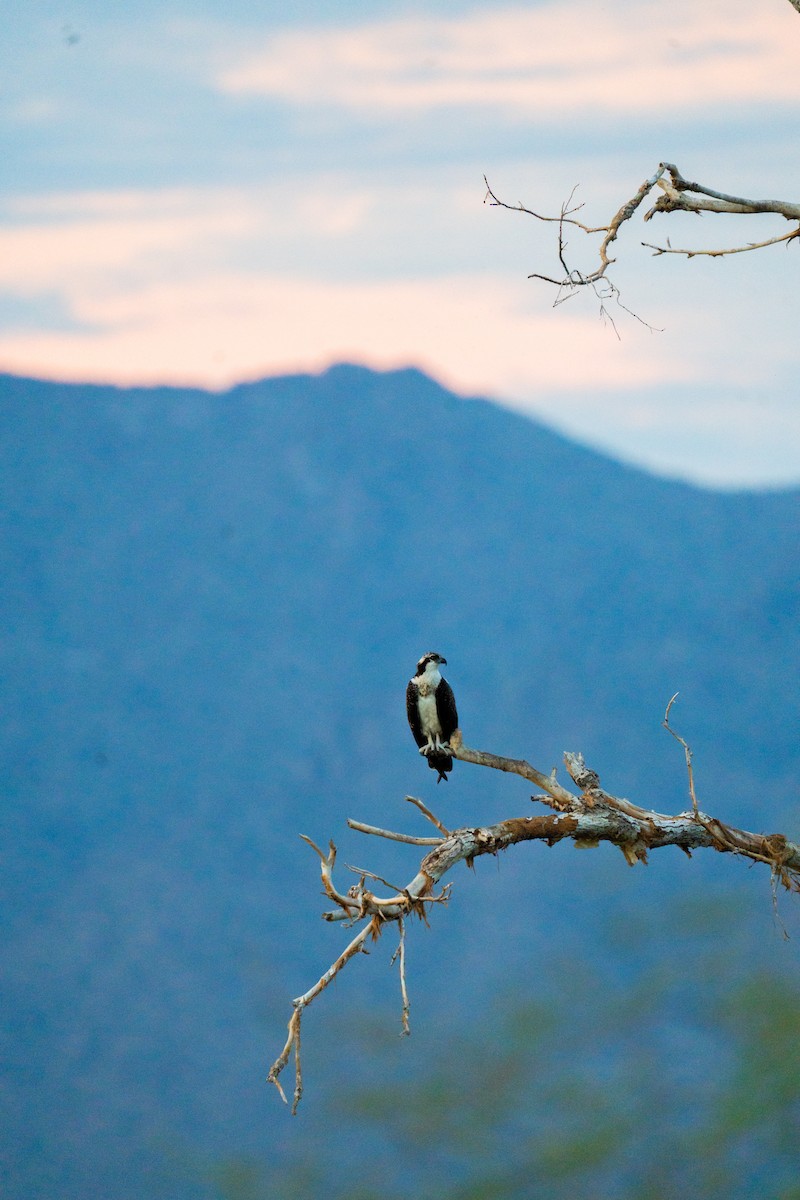 Osprey - ML643291505