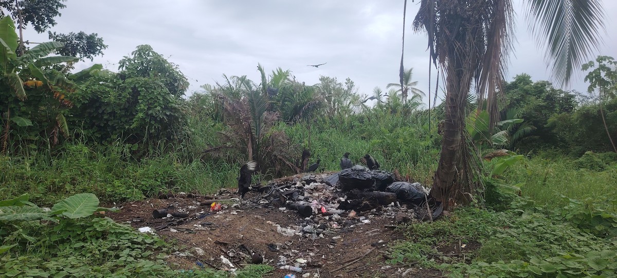 Zopilote beltza - ML643291506