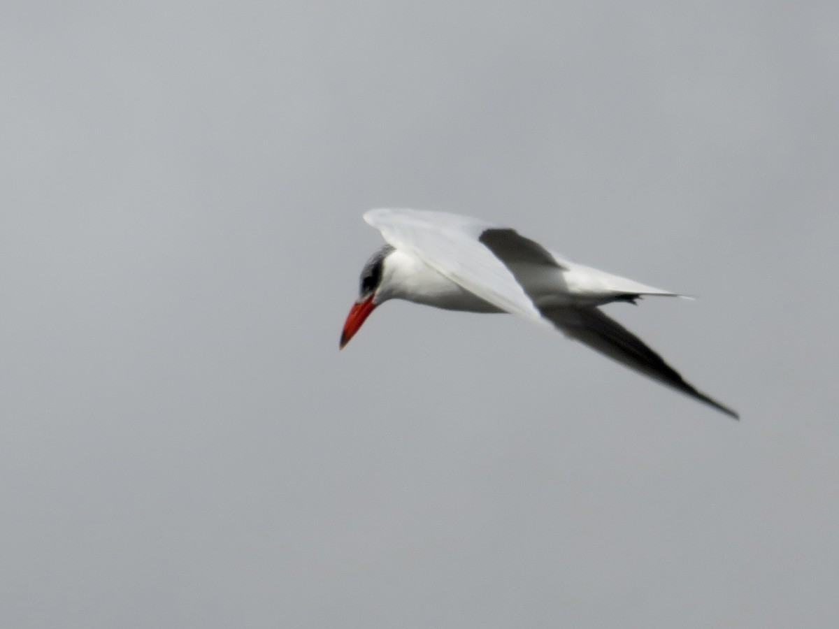 Caspian Tern - ML643291508