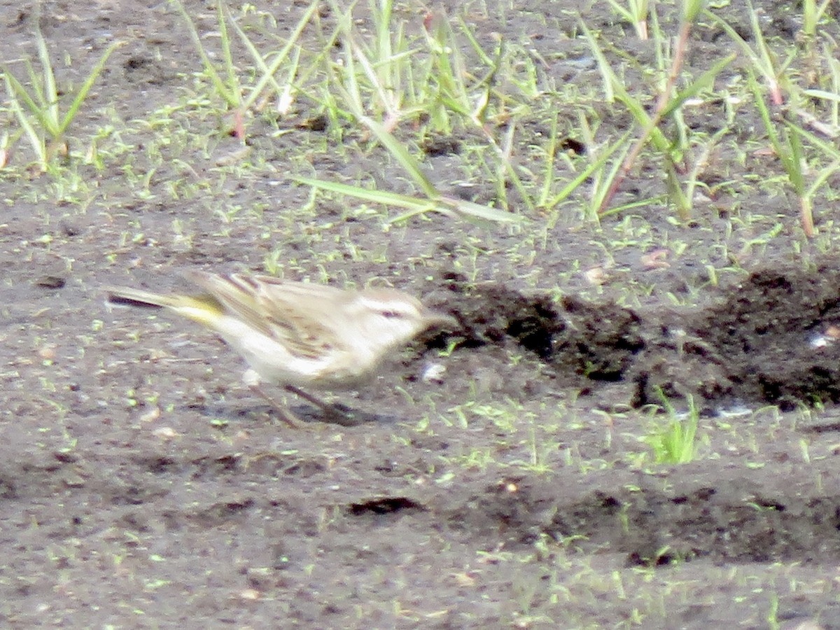 Palm Warbler - ML643291515