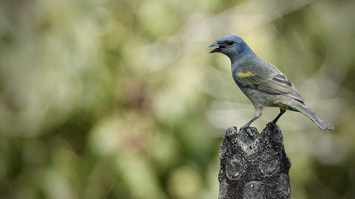 Golden-chevroned Tanager - ML643291516
