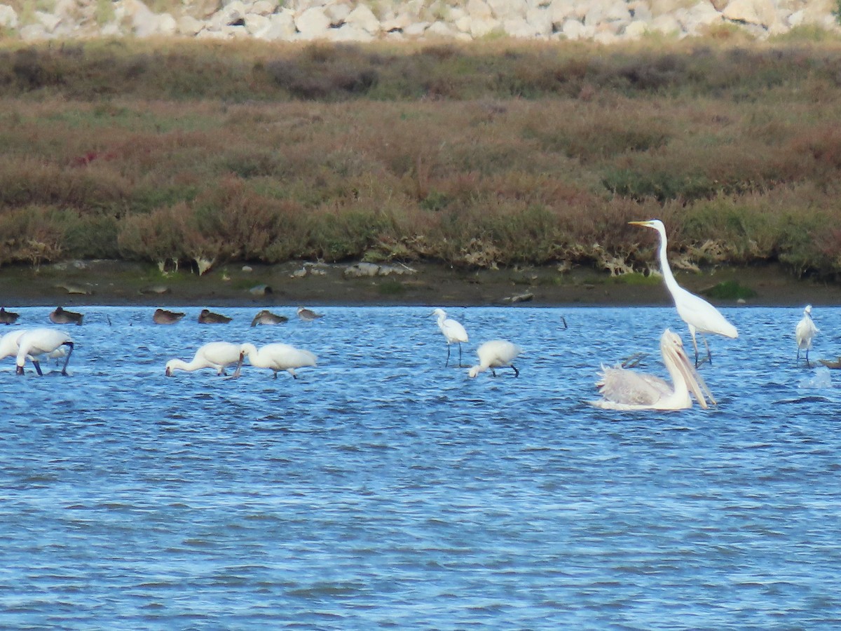 skjestork - ML643291517