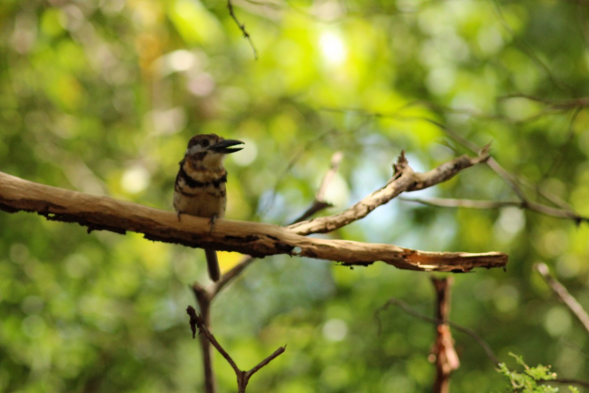 Two-banded Puffbird - ML643291523