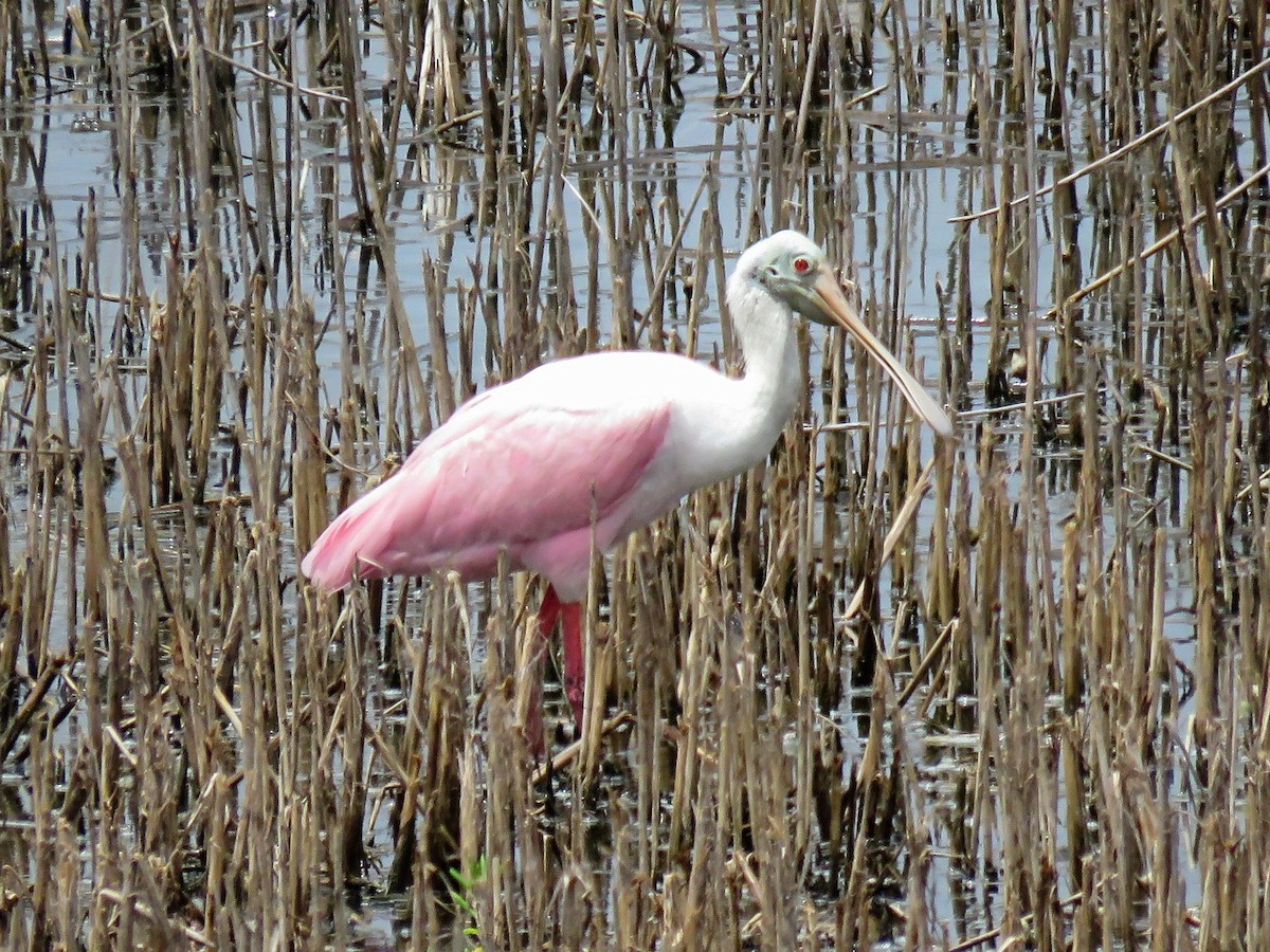 Roseate Spoonbill - ML643291530