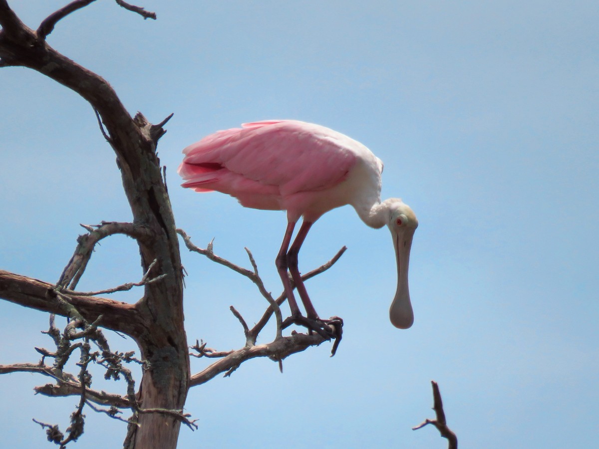Roseate Spoonbill - ML643291531