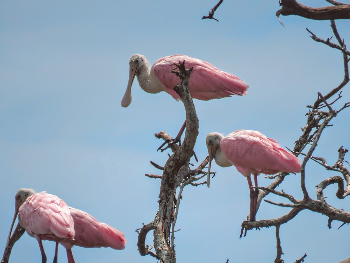Roseate Spoonbill - ML643291533