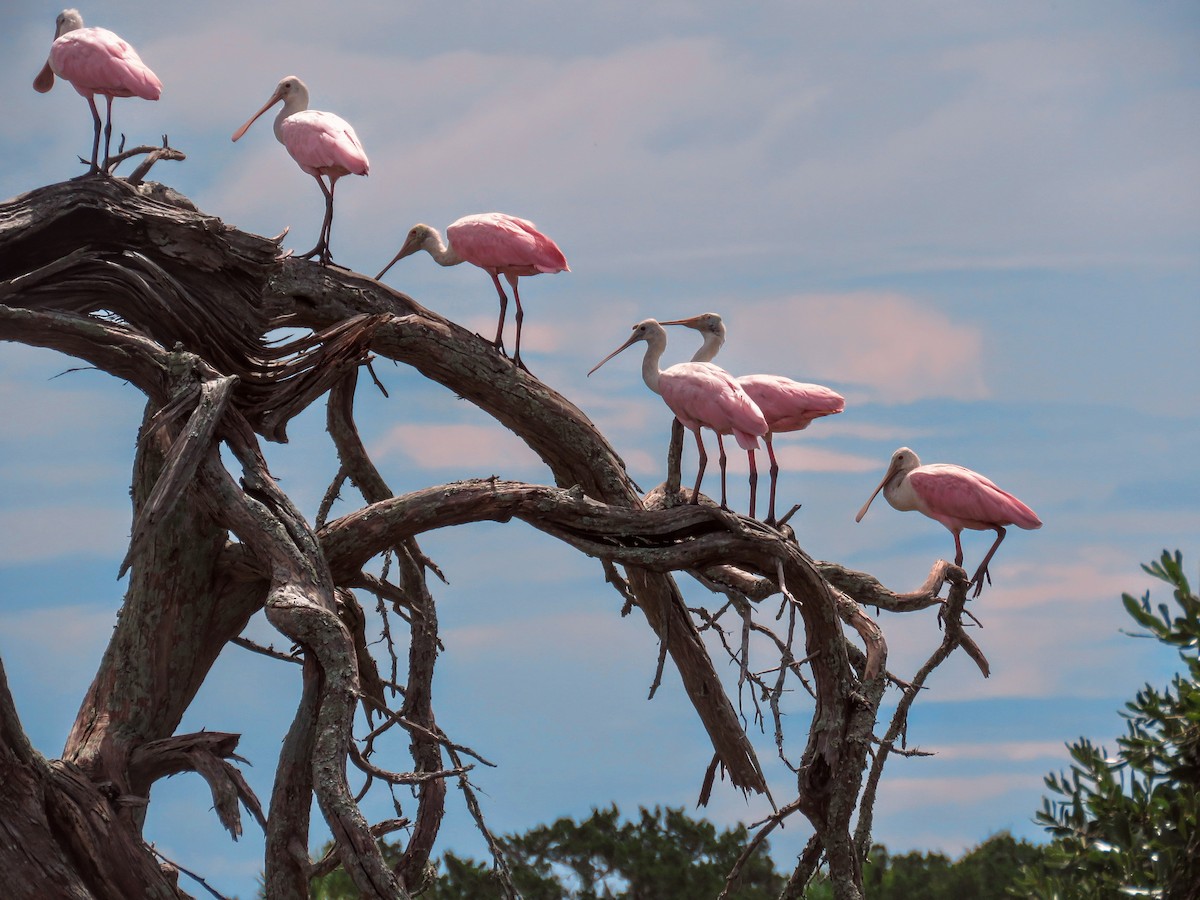 Roseate Spoonbill - ML643291534