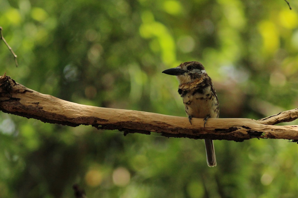 Two-banded Puffbird - ML643291537