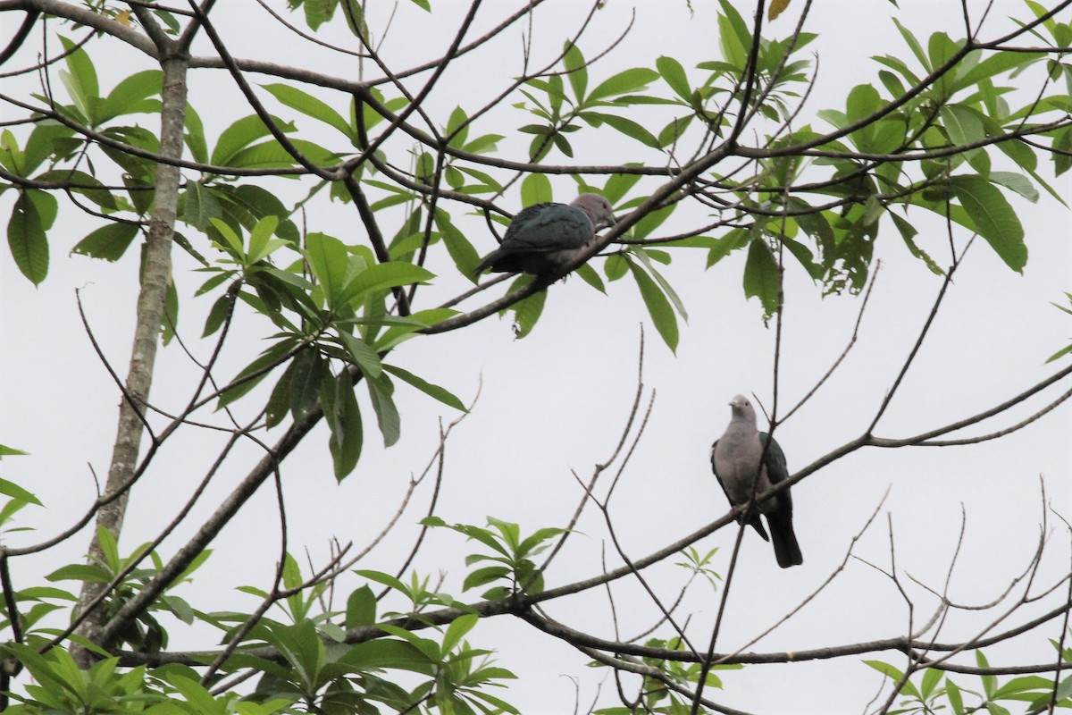Green Imperial-Pigeon (Green) - ML643291538