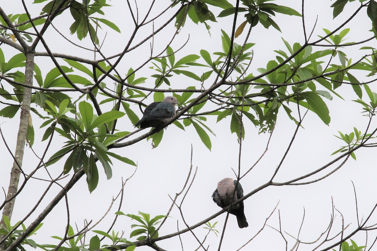 Green Imperial-Pigeon (Green) - ML643291539