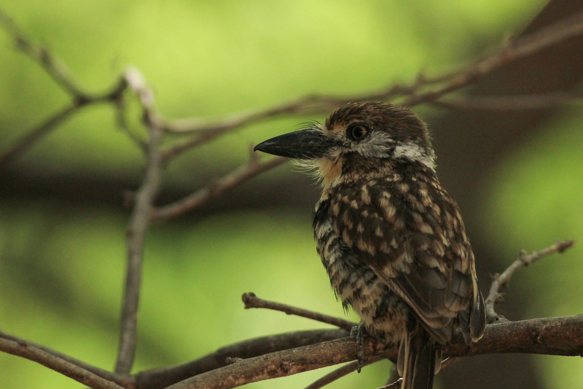 Two-banded Puffbird - ML643291549