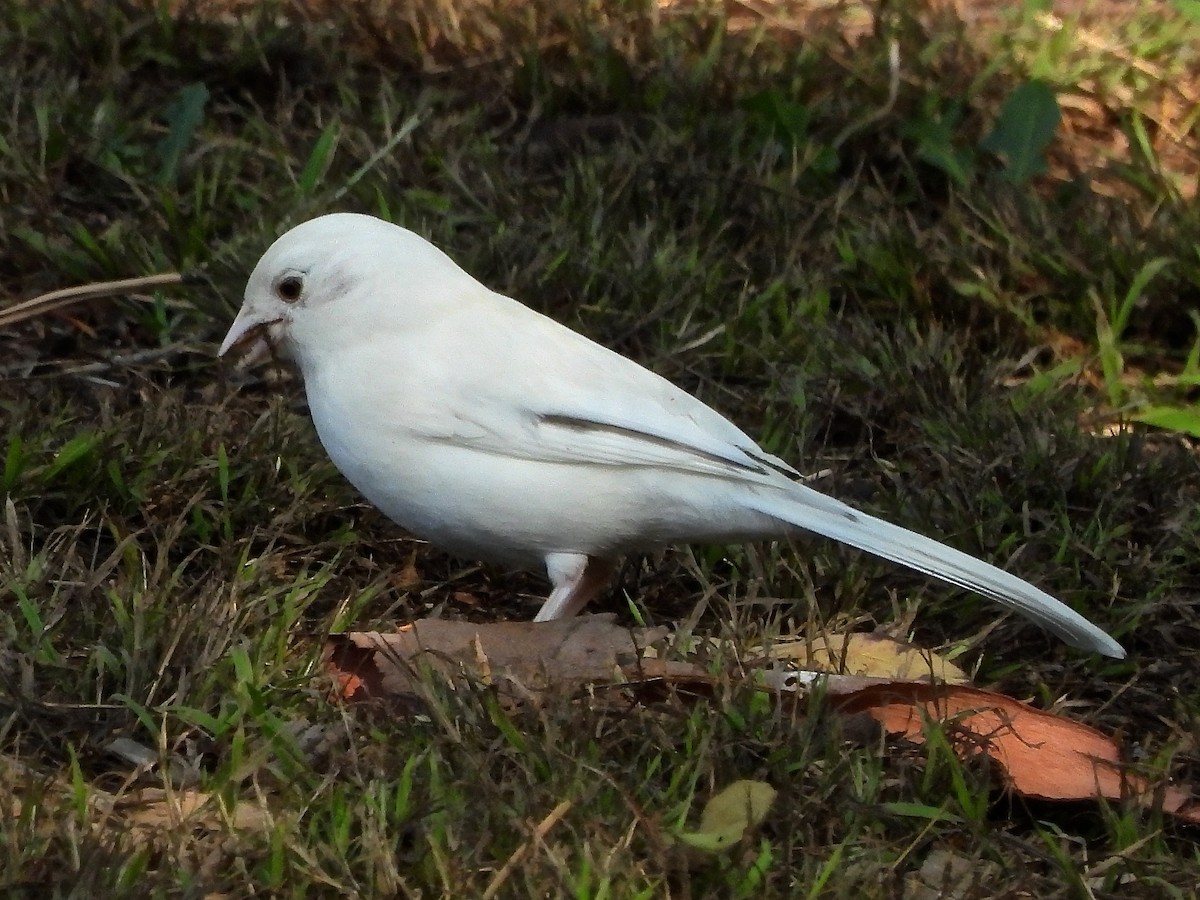 California Towhee - ML643291560