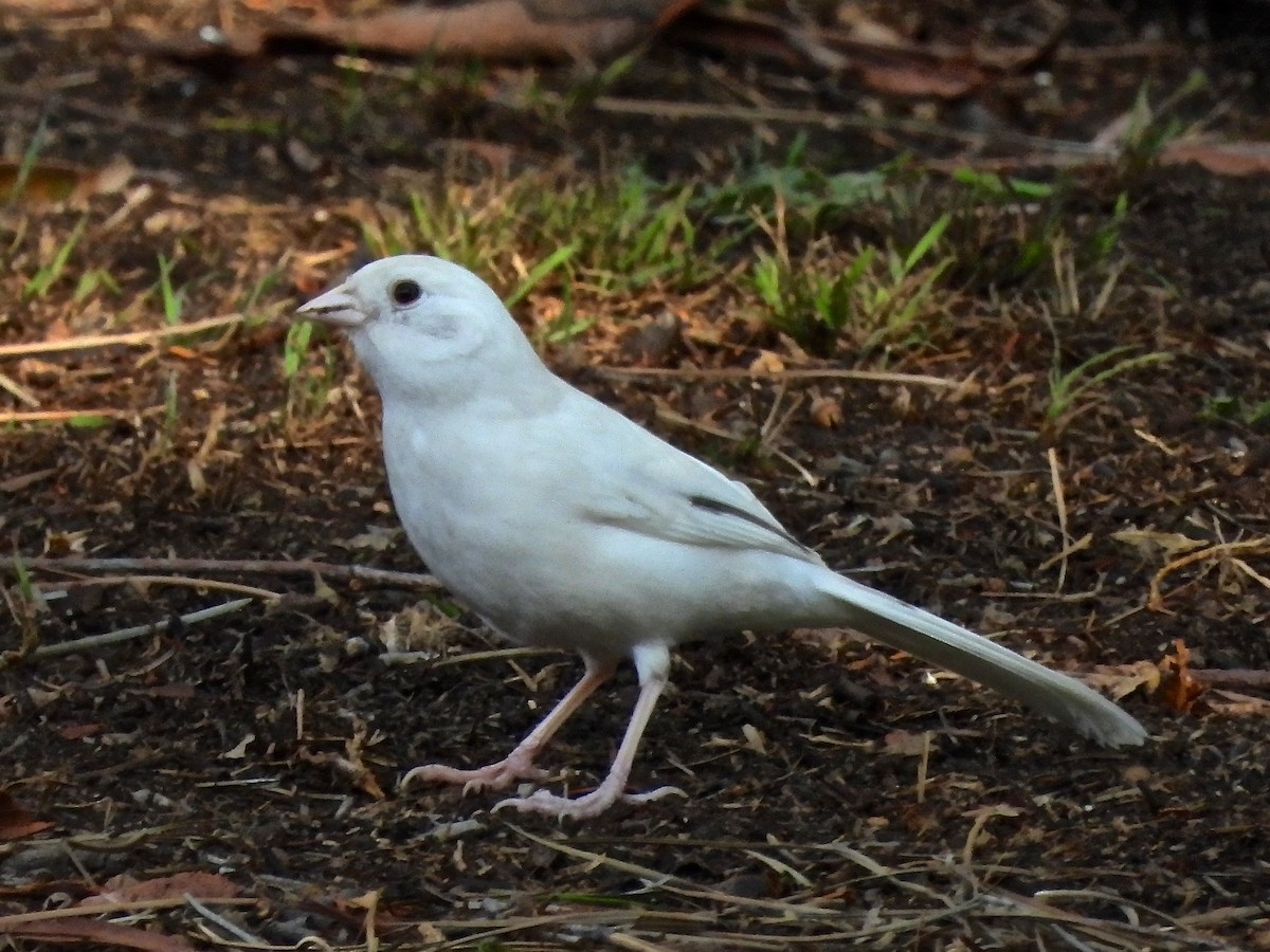 California Towhee - ML643291561