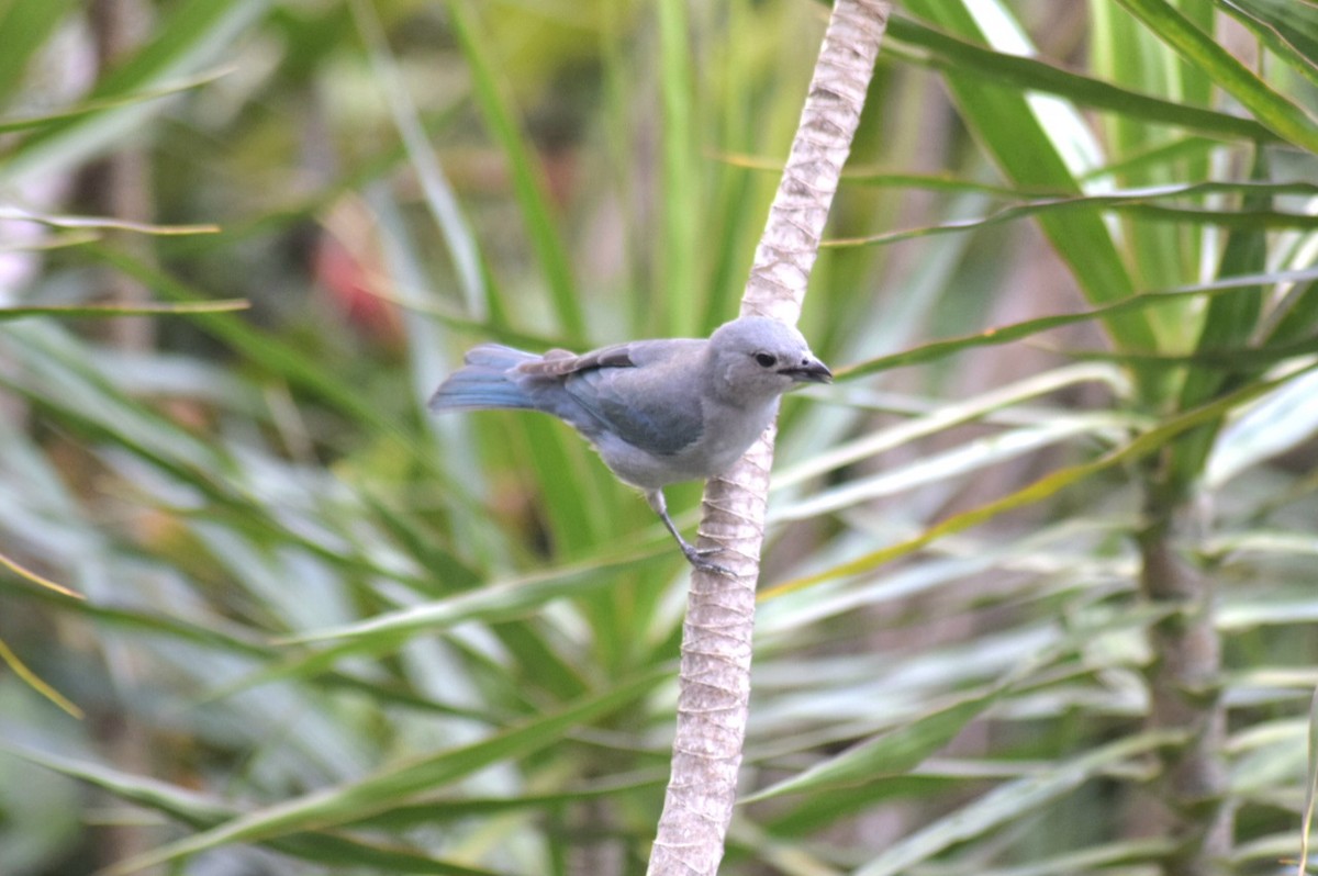 Sayaca Tanager - ML643291562