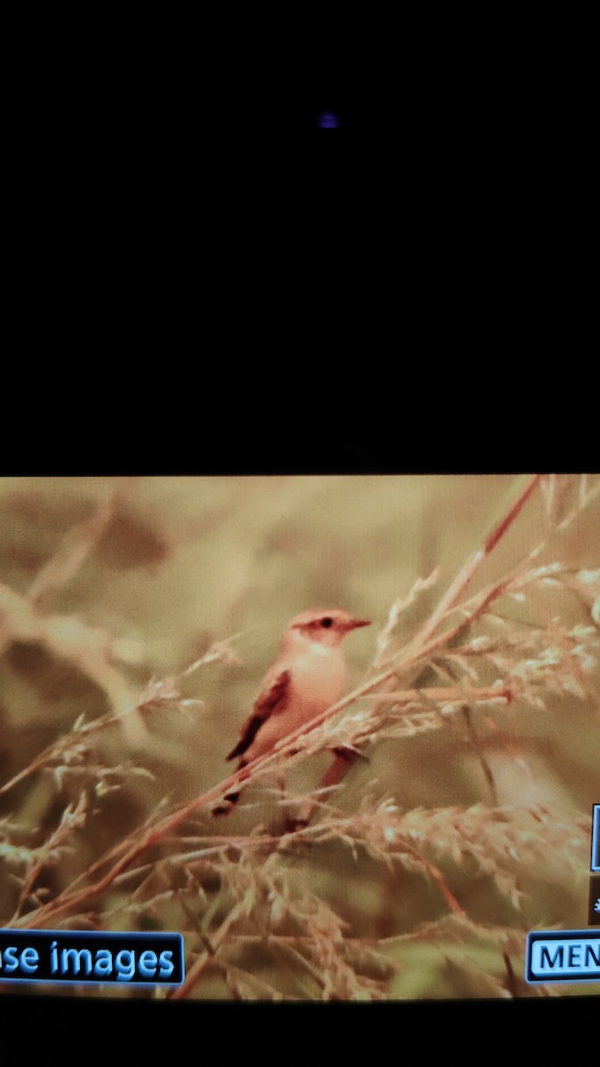 Siberian Stonechat - ML643291569