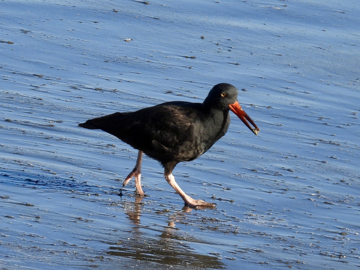 Black Oystercatcher - ML643291571