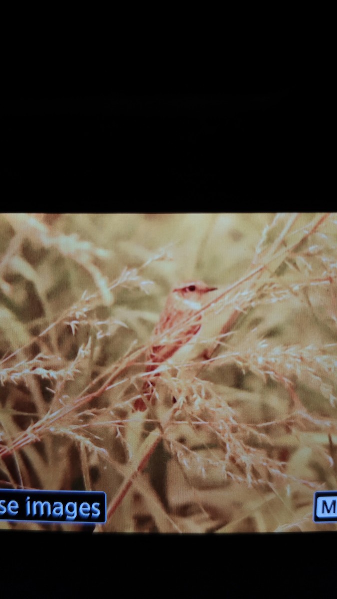 Siberian Stonechat - ML643291594