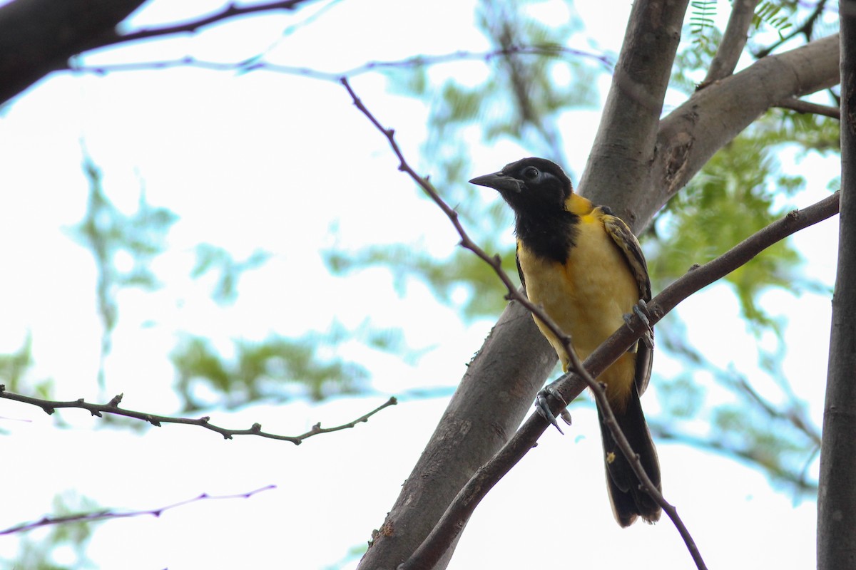 Venezuelan Troupial - ML643291601