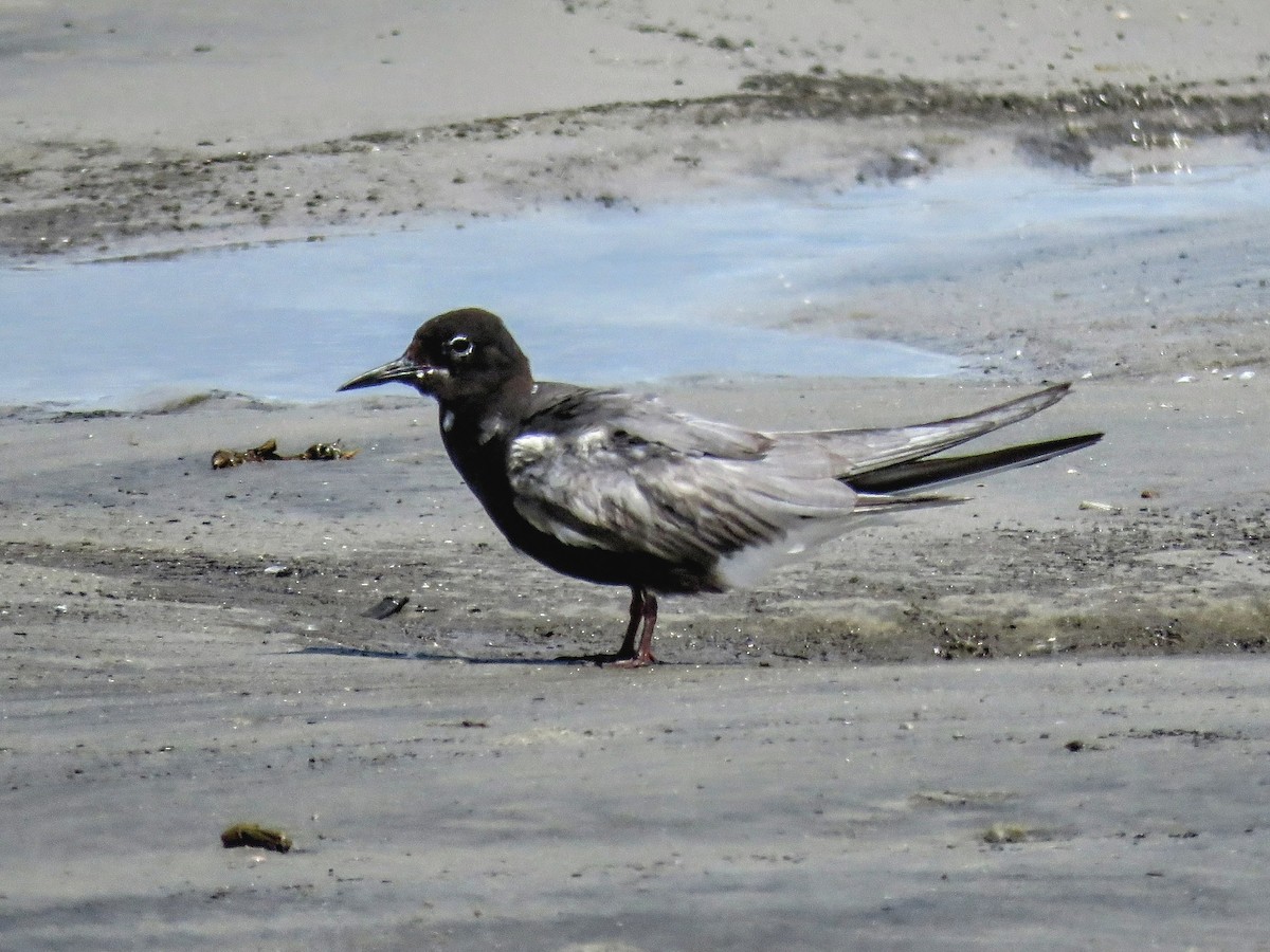 Black Tern - ML643291603