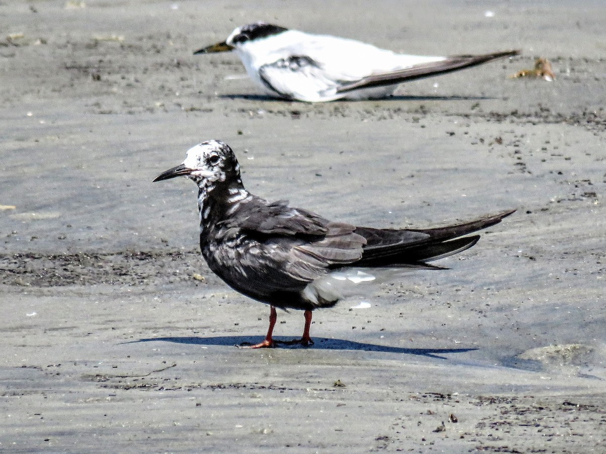 Black Tern - ML643291605