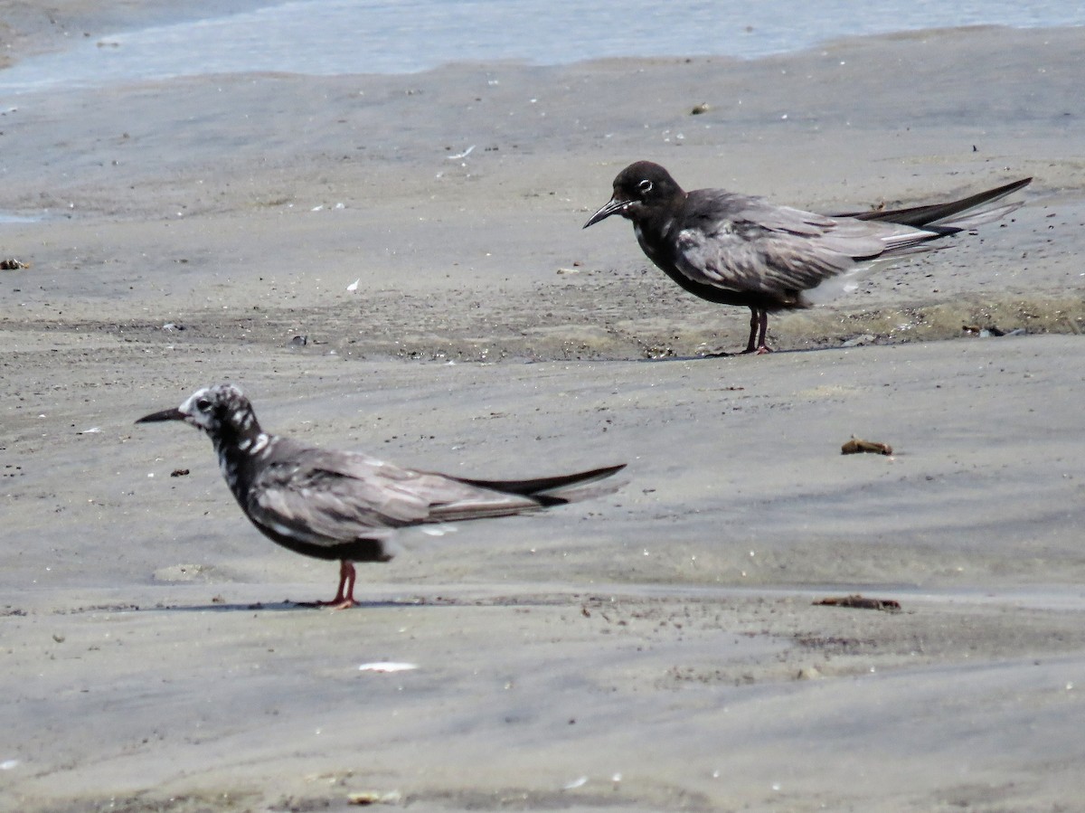 Black Tern - ML643291606