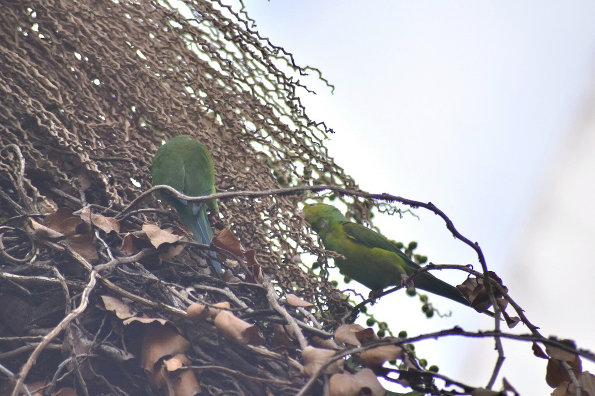 Plain Parakeet - ML643291609