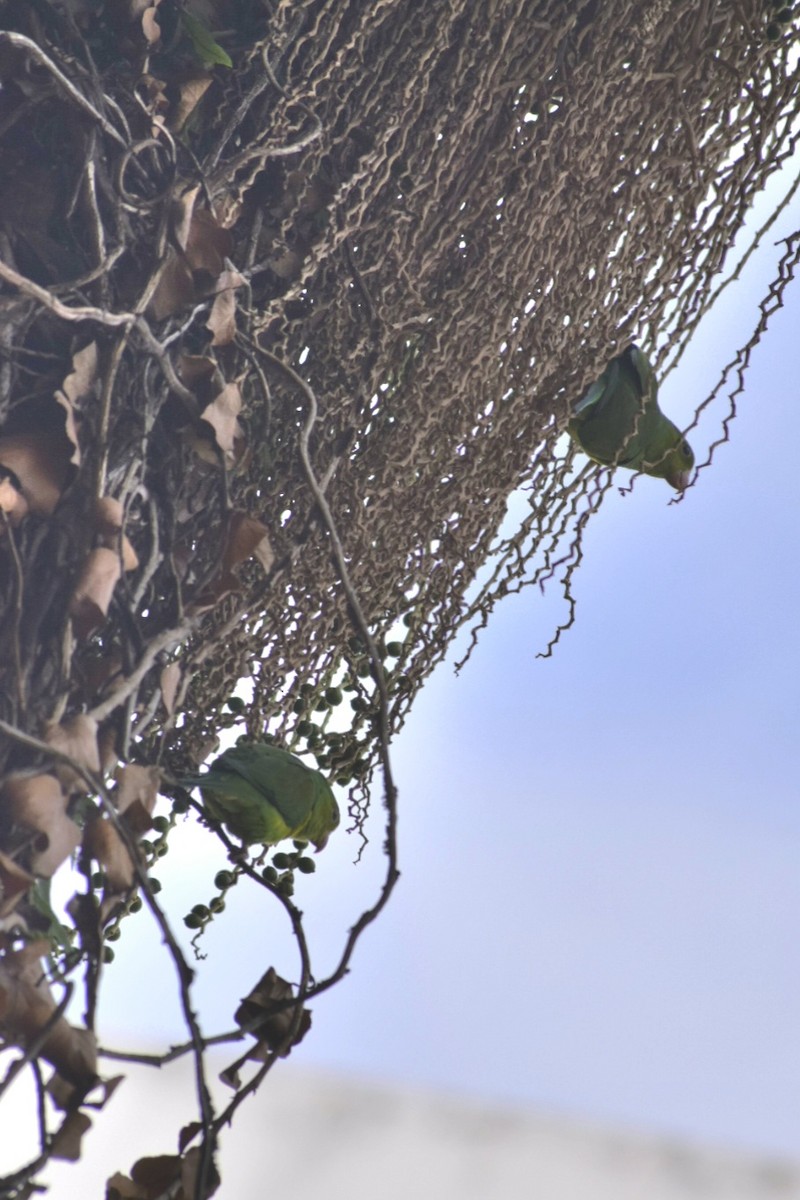 Plain Parakeet - ML643291610