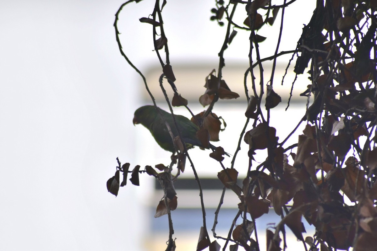 Plain Parakeet - ML643291611