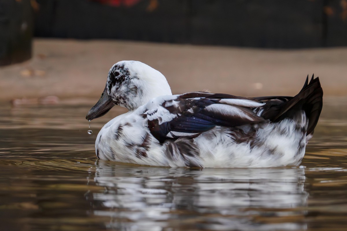 Mallard (Domestic type) - ML643291625