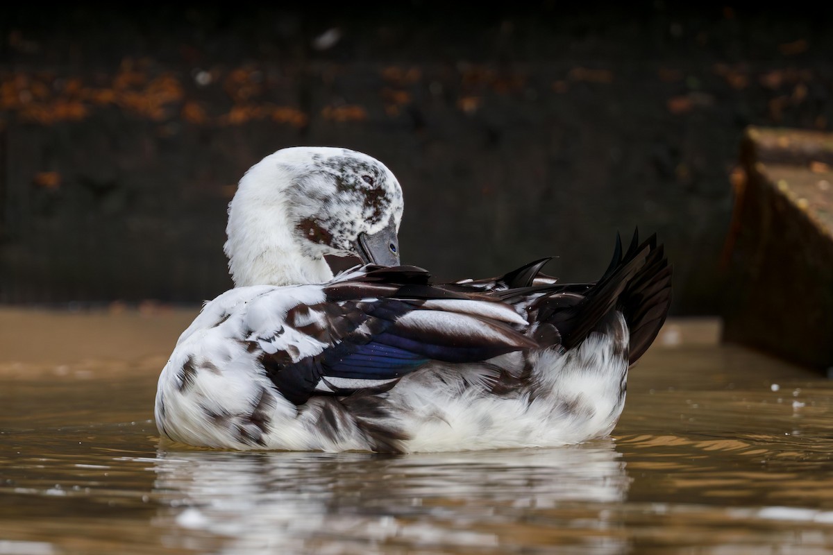 Mallard (Domestic type) - ML643291626
