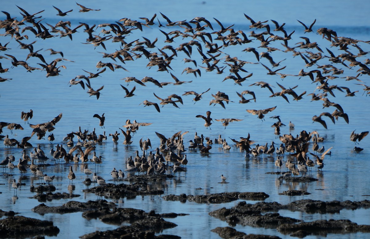Marbled Godwit - ML643291629