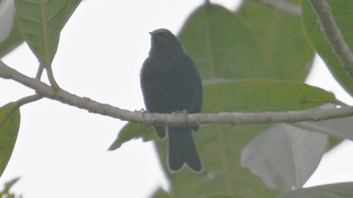 Capped Conebill - ML643291630