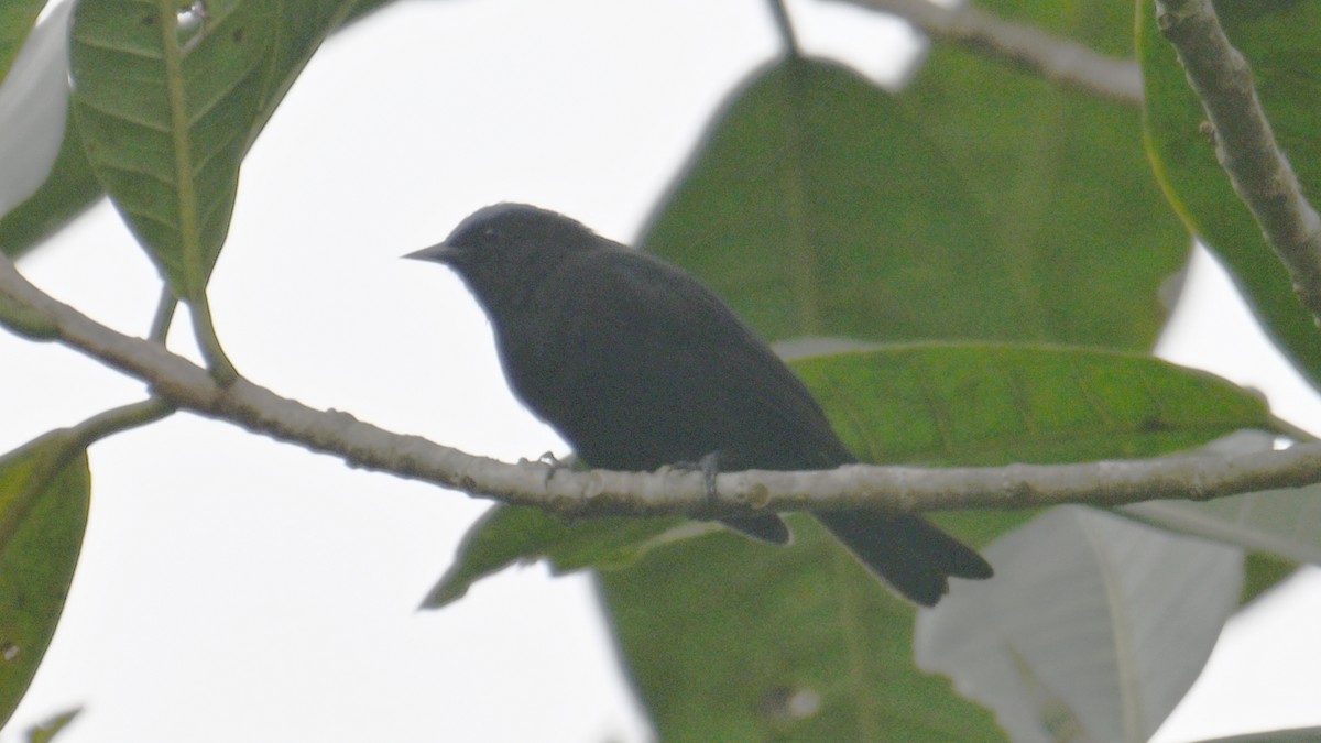 Capped Conebill - ML643291638
