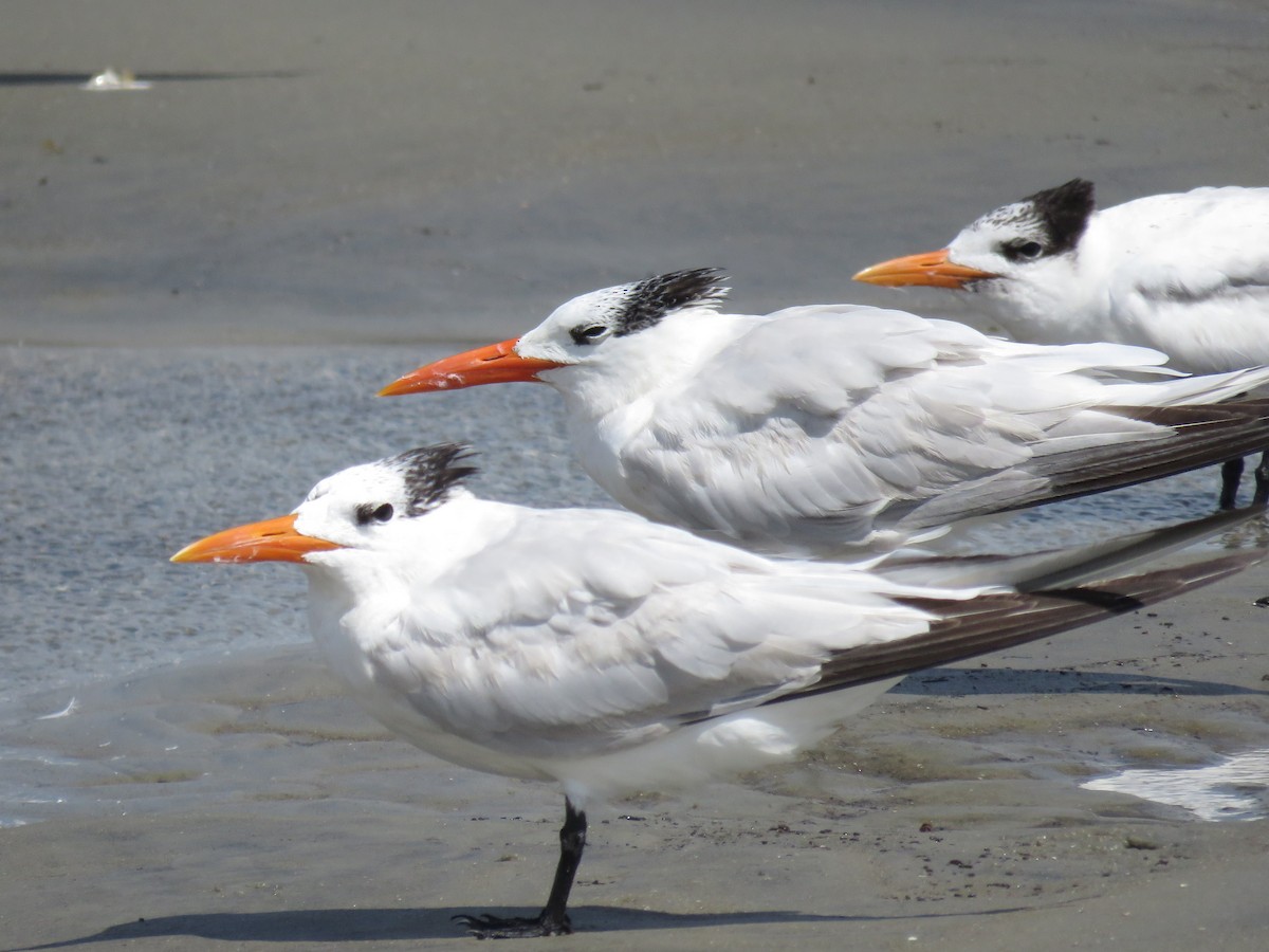 Royal Tern - ML643291647