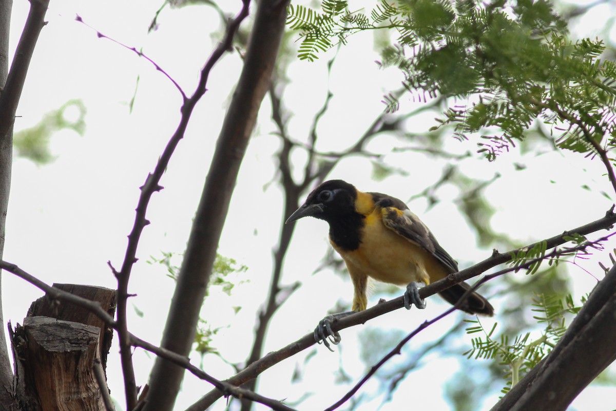 Venezuelan Troupial - ML643291650