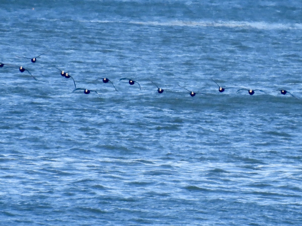 Surf Scoter - ML643291652