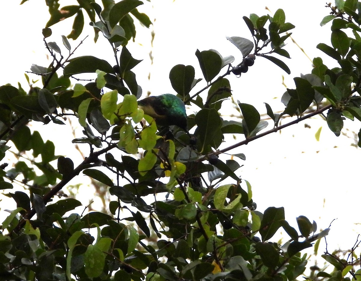 Collared Sunbird - ML643291655